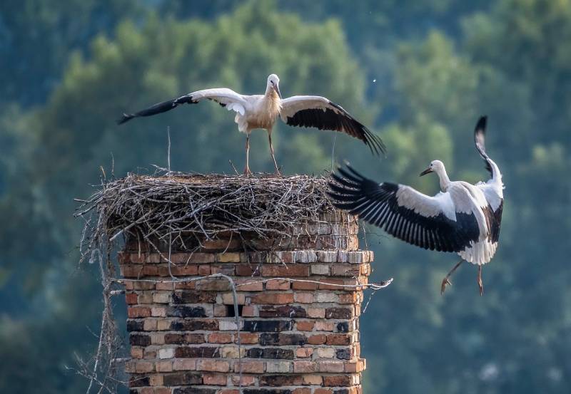 Expert Chimney Animal Removal in Glen Arm, MD Professional Chimney Animal Removal Services in Glen Arm, Maryland